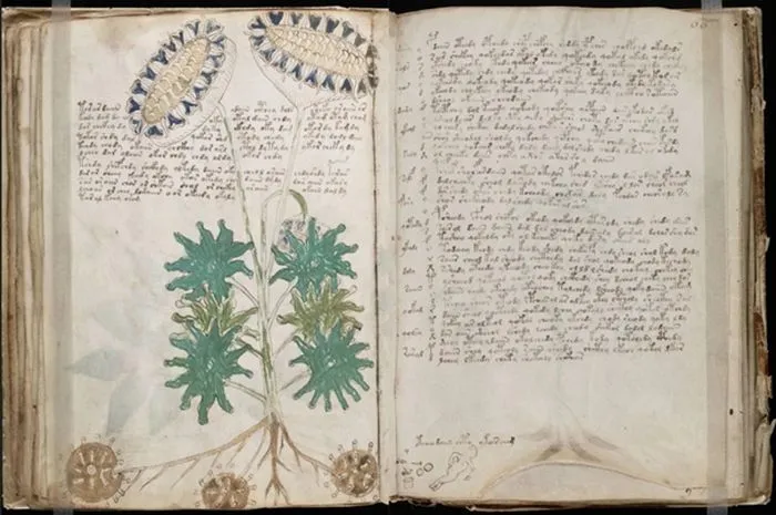 Manuskrip Voynich
