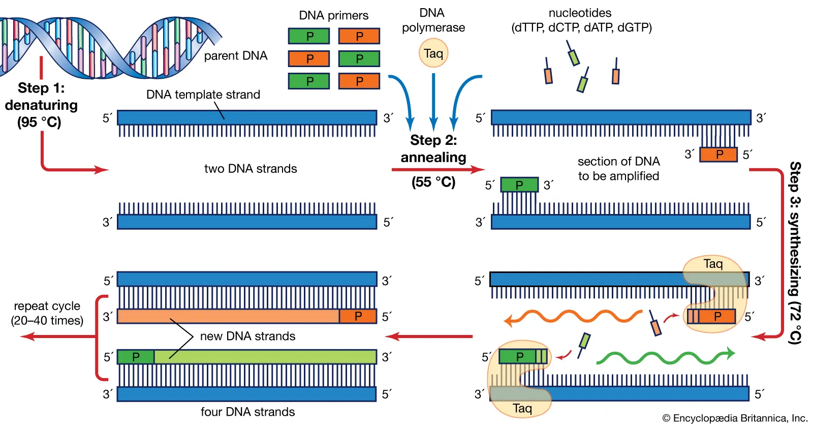 Polymerase Chain Reaction