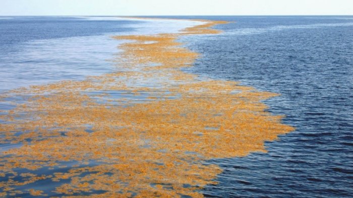 Misteri Laut Sargasso: Tempat Kapal Hilang Tanpa Jejak!