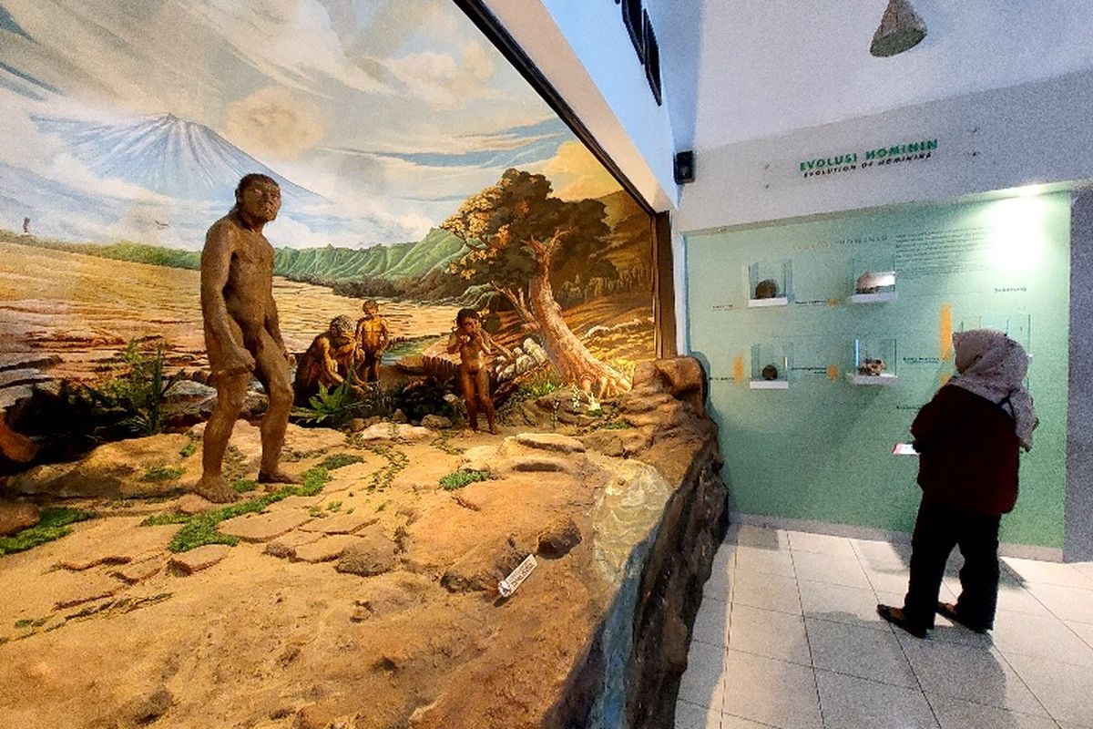 Misteri Tengkorak Usang di Museum Sangiran: Ciri Manusia Purba atau Alien?